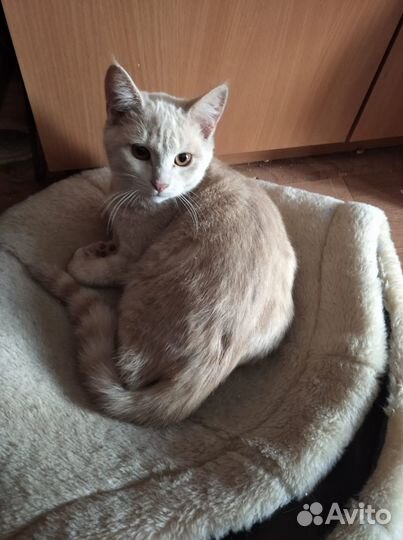 Котёнок мальчик, цвет персиковый 4-5 месесяцев