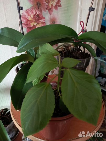 Аккалифа(лисий хвост)