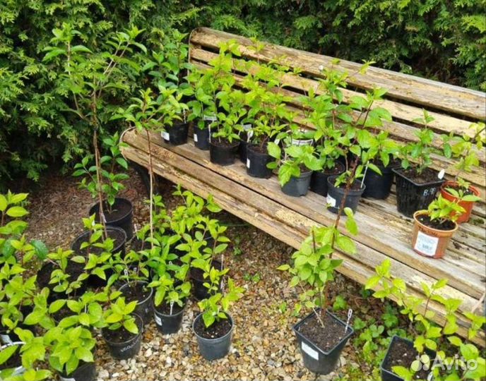 Гортензия ванила фрайз