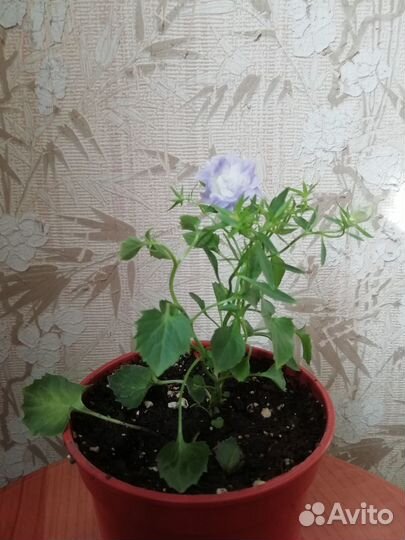 Кампанула жених и невеста