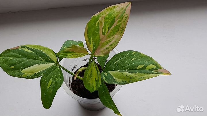 Сингониум ред спот триколор