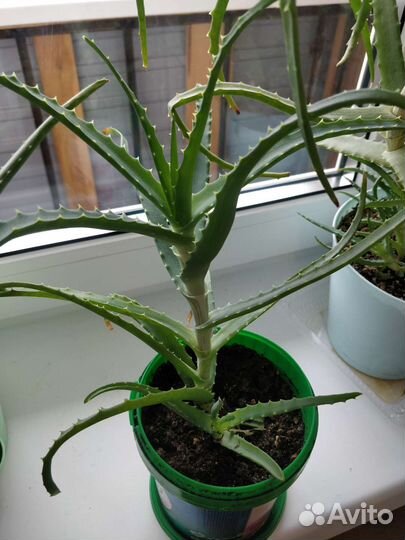 Алое древовидное лечебное