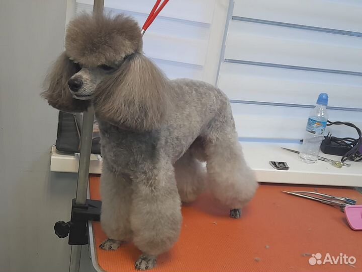 Стрижка собак и кошек (Грумер)