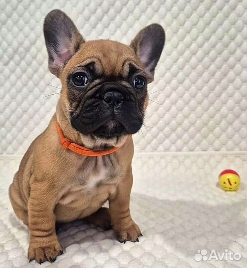 Французский бульдог рыжие щенки