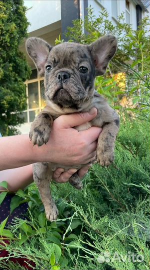 Французсий бульдог Какао мерле