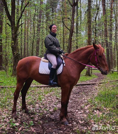 Конные прогулки, заказать лошадь на мероприятие