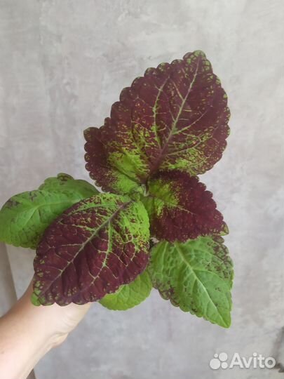 Колеус Аватар