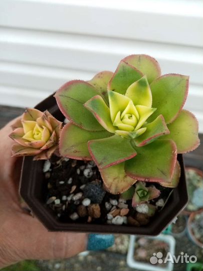 Суккуленты