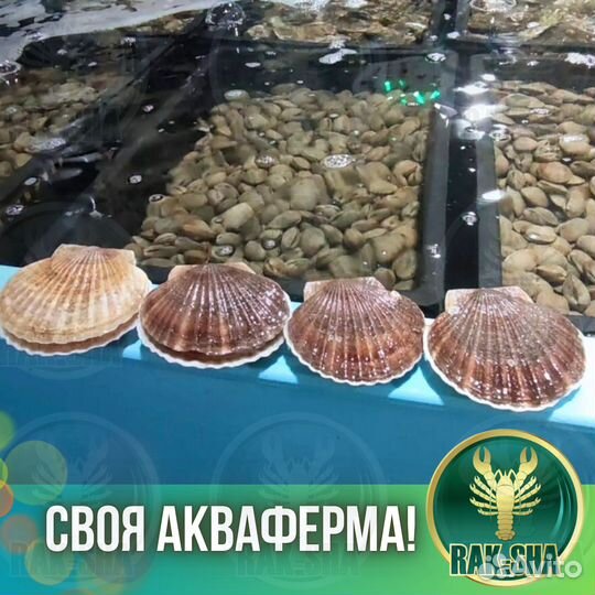 Живые гребешки Дальневосточные Приморские крупные