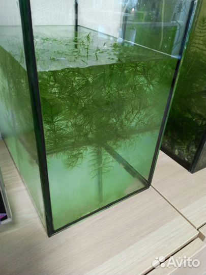 Водоросли для аквариума