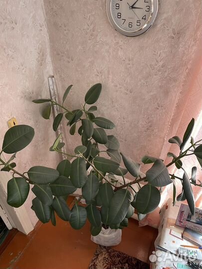 Фикус эластика