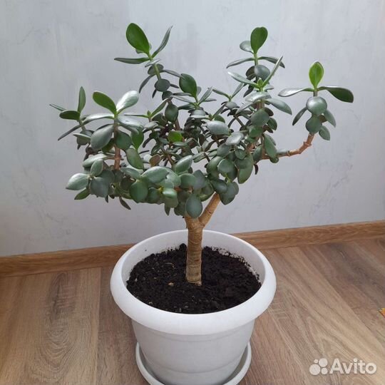 Крассула толстянка денежное