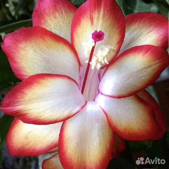 Декабрист(черенки)