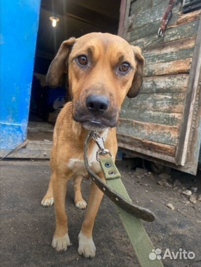 Собаке очень нужен дом