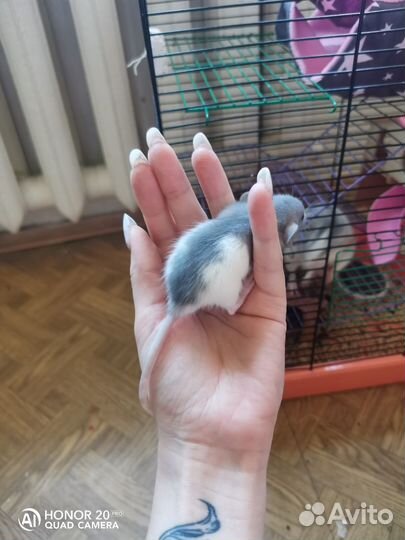 Крысята дамбо