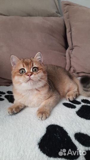 Британская золотиночка кошечка