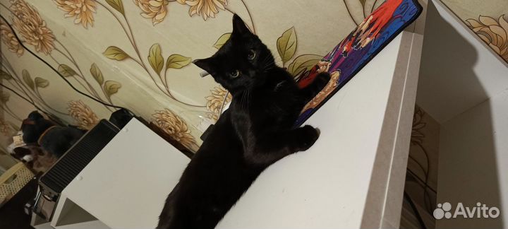 Кошка в дар бесплатно