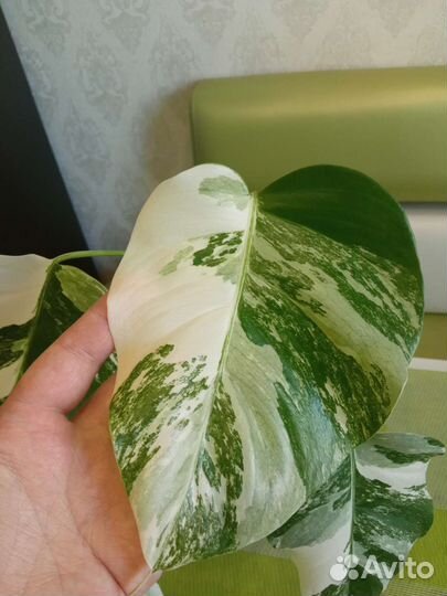 Монстера Альба