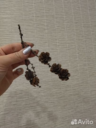 Шишки лиственницы