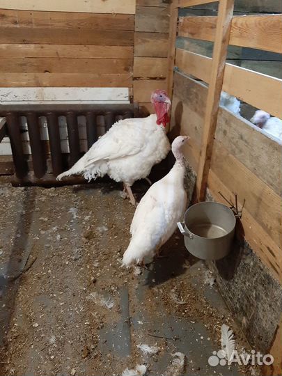 Индюшки,Индюшиное и куриное яйцо