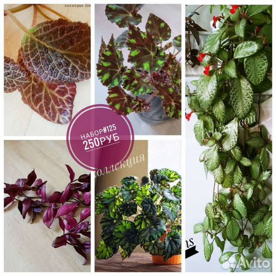 Комнатные цветы (наборы)