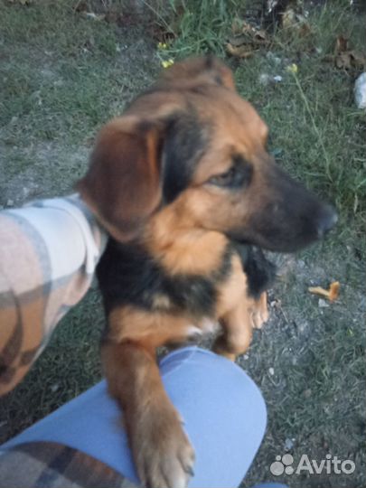 Овчарка с Али экспресс