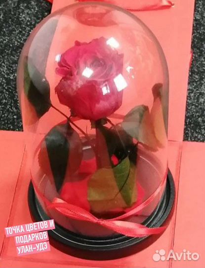 Неувядающая роза