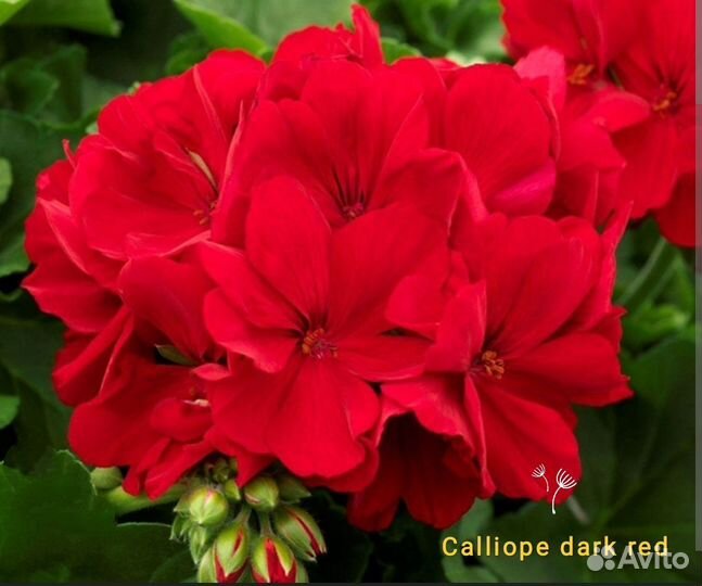 Сортовые пеларгонии