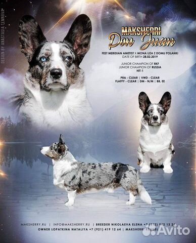 Вельш Корги Кардиган (Вязка)