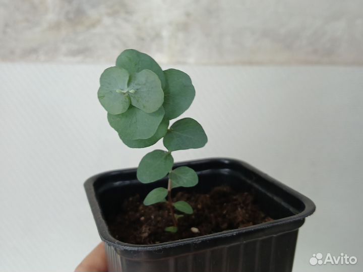 Комнатные растения цветы