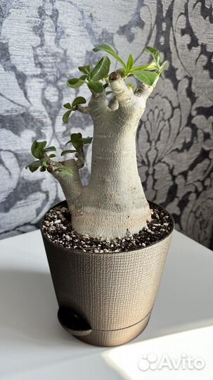 Крупный адениум арабикум