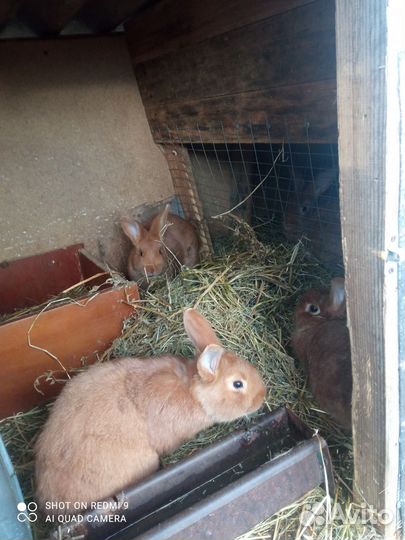Кролики мясных пород