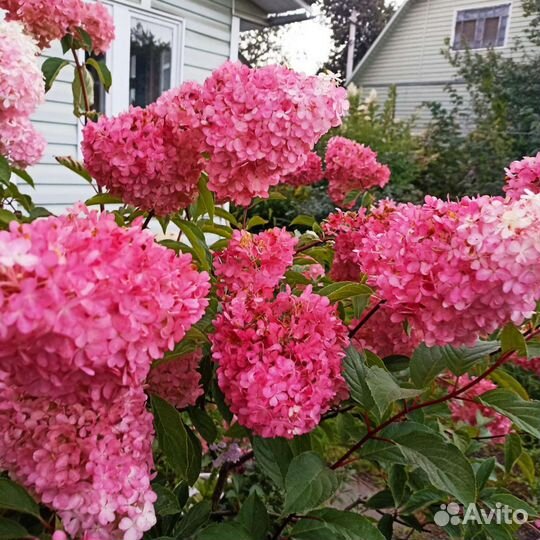Гортензия метельчатая саженцы двухлетние