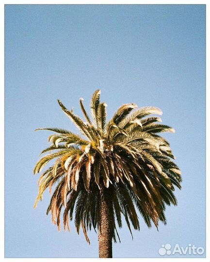 Пленочный фотоаппарат Canon sure shot supreme