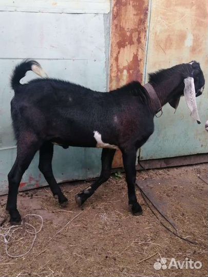 Козел на вязку