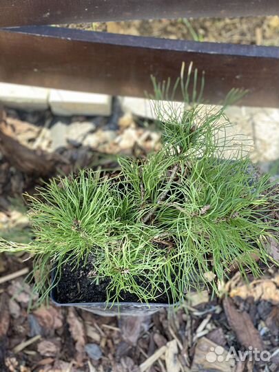 Сосна горная Пумилио в С3