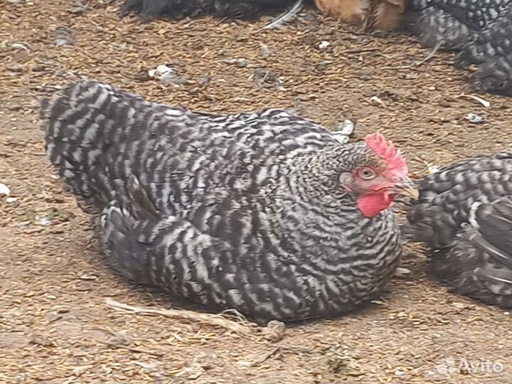 Куры молодки