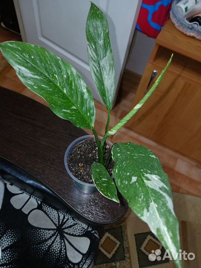 Спацифилум Домино