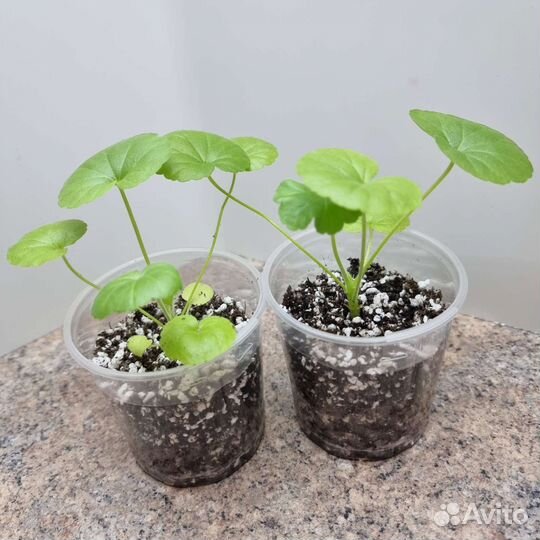 Пеларгония Бланка