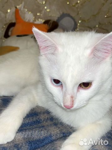 Кошка турецкая ангора, альбинос, в добрые руки объявление продам