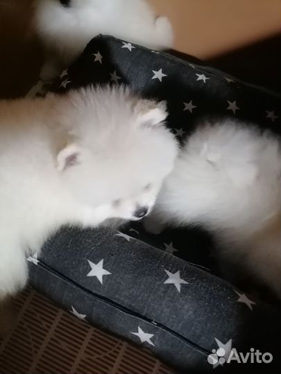 Померанский шпиц мини