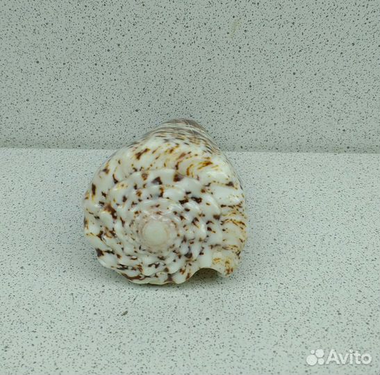 Конус императорской 7,6 морская ракушка раковина