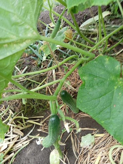 Дача 30 м² на участке 6 сот.