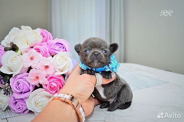 Чихуахуа мальчики Мини и Микро, редкие окрасы