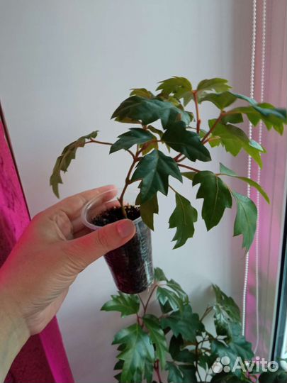 Циссус укоренённый