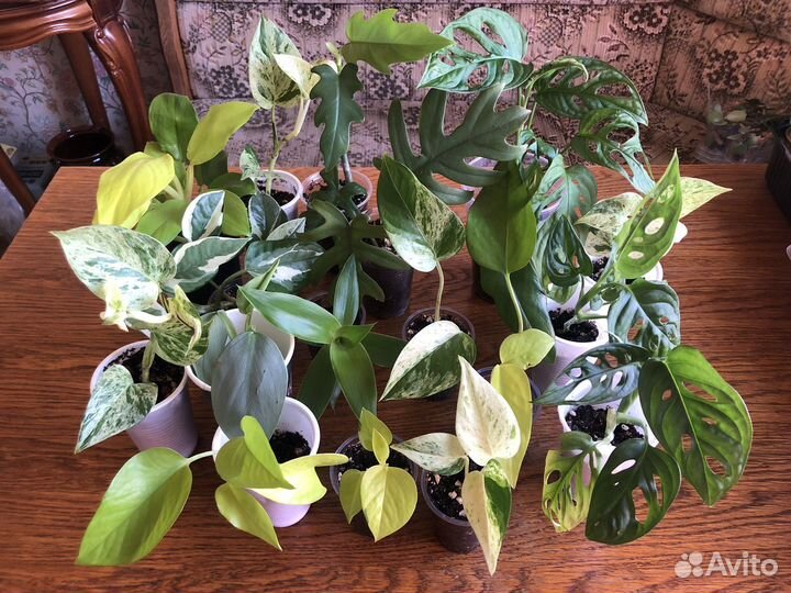 Филодендроны, сциндапсусы, монстера, золотой ус