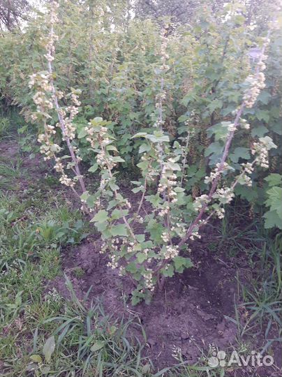 Саженцы чёрной смородины