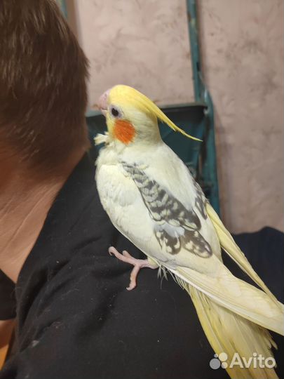 Кореллы птенцы выкормыши