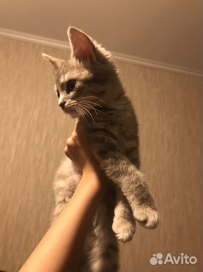 Котята В отличные руки кай и уки