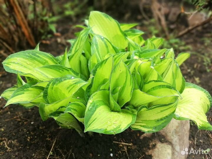 Хоста Форчуна Альбопикта (Fortunei Albopicta)